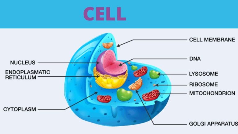 कोशिका क्या है?