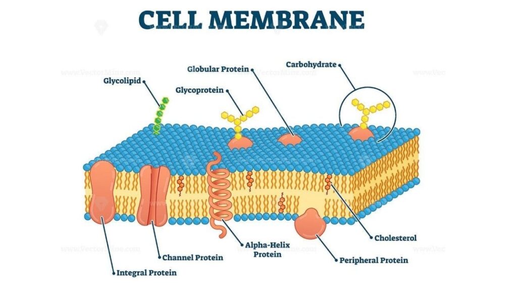 cell membrance
