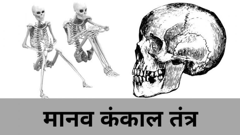 Human Skeleton System in Hindi PDF