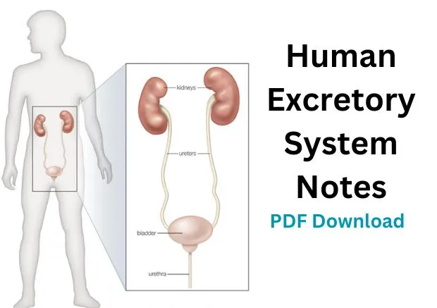 Human Excretory System Notes